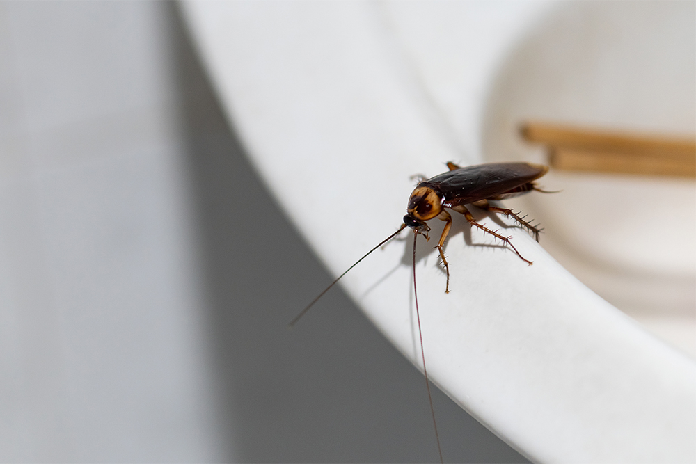 cockroach on edge of bath tub